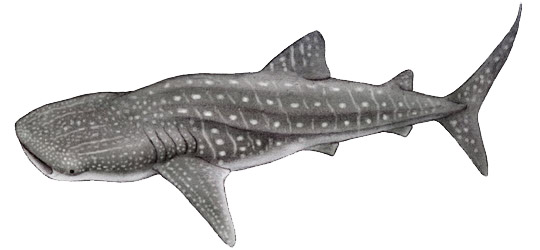 Rhincodon typus_07.jpg